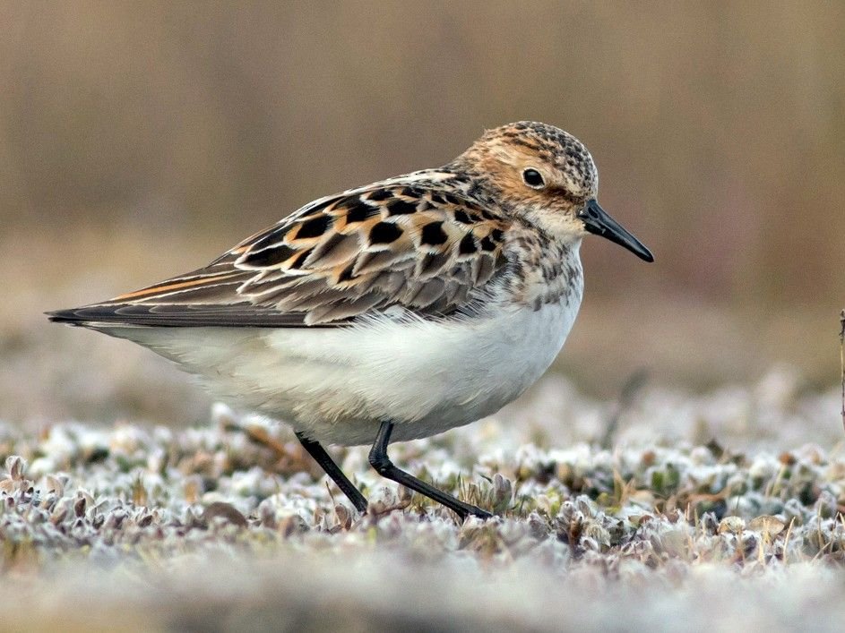 Little Stint